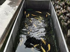 -京北渔家傲