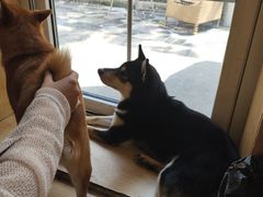 -柴の食堂·日式家庭料理·熊之肆(大学路店)