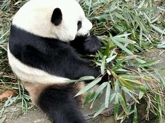 -成都大熊猫繁育研究基地