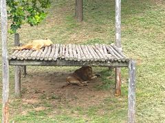 -西霞口神雕山野生动物世界
