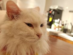 -有猫主题·治愈系猫咖(曾厝垵店)