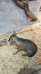 -Zoolung Zoolung动物主题公园(海信广场店)