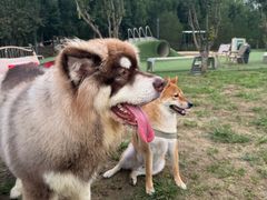 -爪吧宠物乐园 (温榆河示范区店)