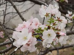 -天适樱花悠乐园