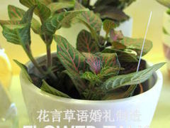 -花言草语鲜花店(灵山路店)