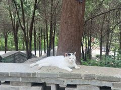 -四门塔风景区