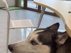 -瑞鹏宠物医院·骨科·猫科·内科(第一中心)