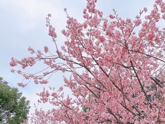 -顾村公园