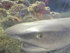 -太平洋海底世界