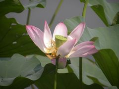 -莲花池公园