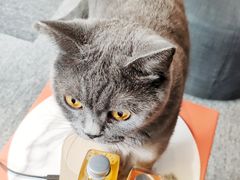 -米宠家·撸猫猫咖小萌宠·猫咪洗澡·猫咪寄养(高新大都荟店)