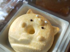 -柴犬高等学院·狗咖·柴犬售卖·宠物训练