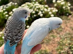 -青石桥花鸟鱼虫市场(叠翠城店)