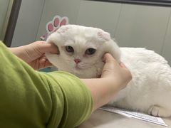 -伟伟宠物医院·瑞派猫友好医院·猫科(光谷店)