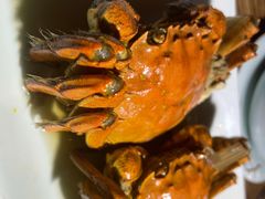 花雕醉蟹-听香·678茶铺(猛追湾店)