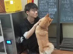 -柴犬高等学院·狗咖·柴犬售卖·宠物训练