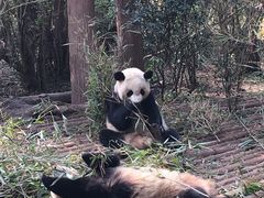-成都大熊猫繁育研究基地