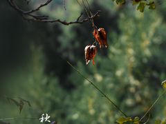 -香山公园