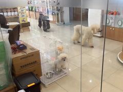 -翊宠yipet猫狗购宠庄园
