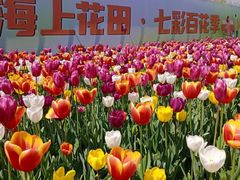 -杭州湾海上花田景区