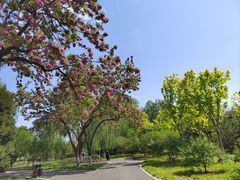 -莲花池公园
