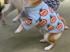 -逗柴咖啡屋·狗咖猫咖宠物桌游