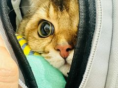 -纳吉亚猫专科动物医院博雅分院