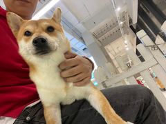 -怪兽屋·羊驼·猫咖·狗咖(俊华广场店)