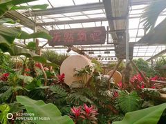 -呀路古热带植物园