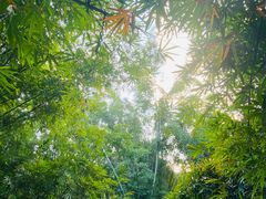 -中国科学院西双版纳热带植物园