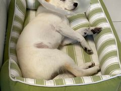 -萌兽医馆·犬猫专科·眼科中心·宠物医院(朝阳门分院)