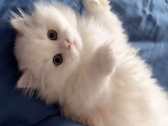 -老吴的猫·猫舍(新区店)