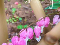 -南京古林公园