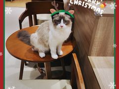 -藏猫猫咖啡主题馆(中央大道店)