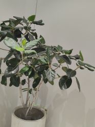 -禾丽康美医疗美容医院