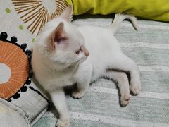 -心仪动物医院·牙专科·肿瘤·心脏科(西客站院)