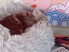 -糯米喵星人总部直营旗舰店·猫舍·幼猫出售
