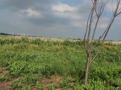 -盐城丹顶鹤湿地生态旅游区