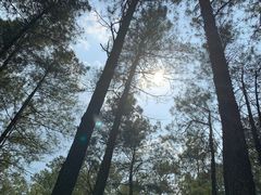 -武陵山森林公园