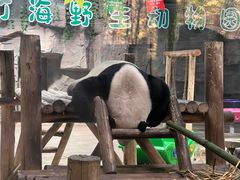 -栾川竹海野生动物园