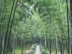 -大奇山国家森林公园