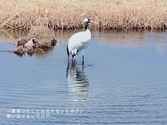 -黑龙江扎龙生态旅游区