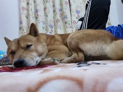 -芭比堂动物医院·心脏专科·夜诊·吉雅分院