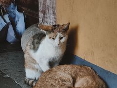 -龙华素斋(龙华路店)