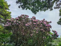 -梧桐山风景名胜区