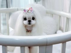 -鑫艺宠物美容培训学校