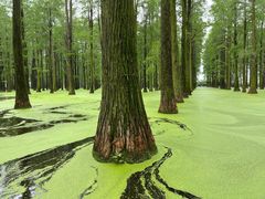 -渌洋湖湿地公园