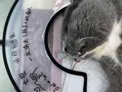 -瑞派康怡24h宠物医院·犬猫医疗中心·微创绝育(瑞景分院)