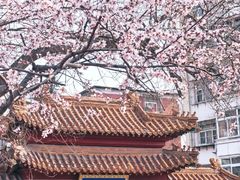 -桃花堤公园
