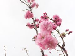 -天适樱花悠乐园